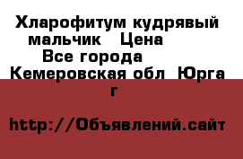 Хларофитум кудрявый мальчик › Цена ­ 30 - Все города  »    . Кемеровская обл.,Юрга г.